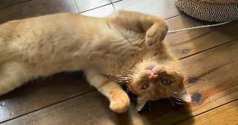 emma pet sitter à Paris 75016_0