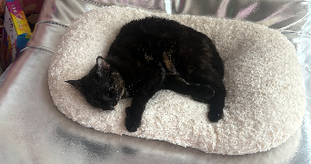 camille pet sitter à PARIS 14 75014_3