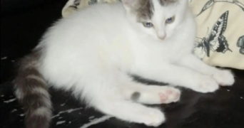 massinissa pet sitter à PARIS 18 75018_2