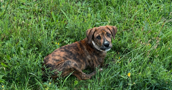 zoé dog sitter à MONTLOUIS SUR LOIRE 37270_1