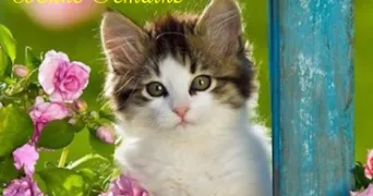 sylvie pet sitter à CASTRES 81100
