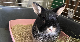 marie pet sitter à DIJON 21000_5