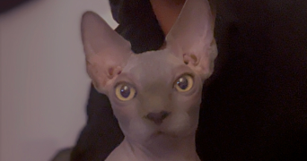 vanyl cat sitter à VITRY SUR SEINE 94400_5