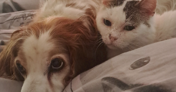 boucher pet sitter à PLOMODIERN 29550_2