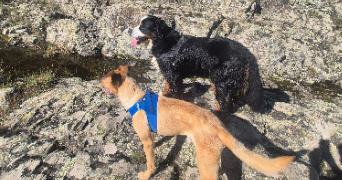 jessica pet sitter à CHAMPIS 07440_7