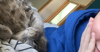 maëva pet sitter à PLOUGONVEN 29640_1