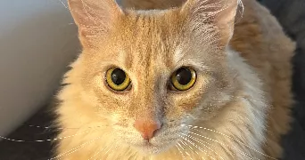 nuzhat pet sitter à LE PLESSIS ROBINSON 92350