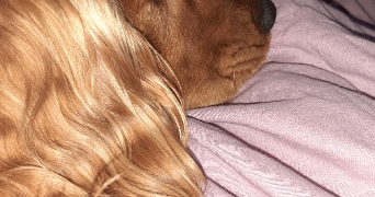 chanel dog sitter à ANGLET 64600_4