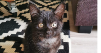 cécile pet sitter à MERY SUR OISE 95540_6