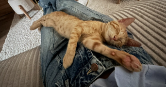 lea pet sitter à ERMONT 95120_1