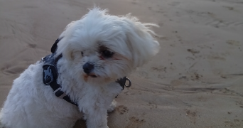 sandrine pet sitter à Soullans 85300_8