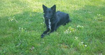 melissa pet sitter à LES AGEUX 60700_7