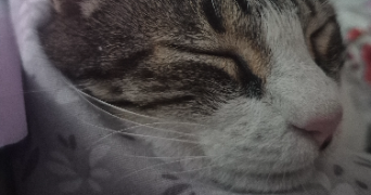 noémie pet sitter à AMIENS 80000_3