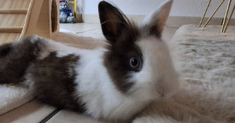 solène pet sitter à CHERBOURG EN COTENTIN 50470_5