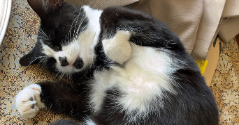 oumeima pet sitter à PAU 64000_0