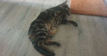 florian pet sitter à NANTES 44000_4