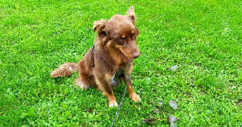 teddy pet sitter à LE CATEAU CAMBRESIS 59360_3