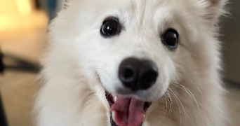 emilie pet sitter à SEGRE EN ANJOU BLEU 49520_4