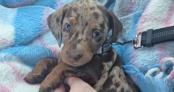 floriane pet sitter à MELEN 4633_0