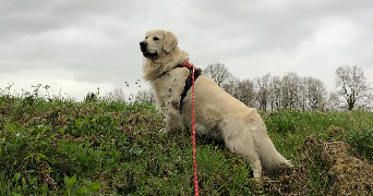 emma pet sitter à CHAMPS SUR MARNE 77420_3