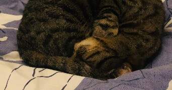 alexandre cat sitter à FACHES THUMESNIL 59155_9