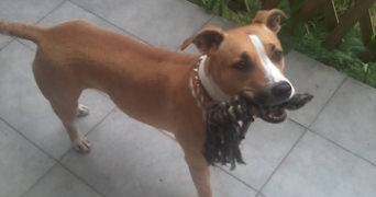 hakim pet sitter à CASTRES 81100_7