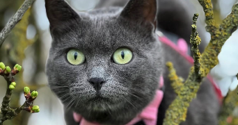lea pet sitter à AUXY 45340_1
