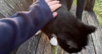 emma pet sitter à LILLE 59000_2