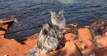 lou-ann pet sitter à VESCOVATO 20215_0