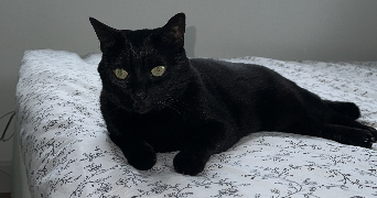 francky pet sitter à LE RAINCY 93340_0
