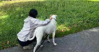 schulman pet sitter à BALMA 31130