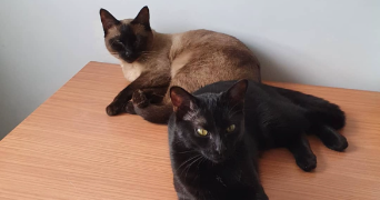 savannah pet sitter à PEYMEINADE 06530_1