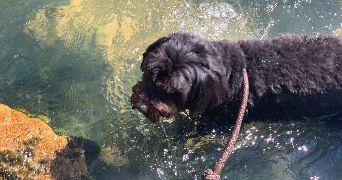alice pet sitter à PARIS 16 75016_13