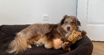 elsa pet sitter à ST CYR L ECOLE 78210_1
