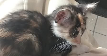 loriane pet sitter à LYON 07 69007_0