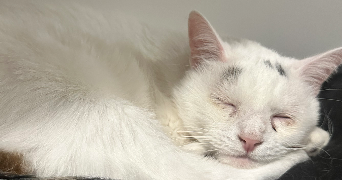 johana pet sitter à EPIEDS 27730_3