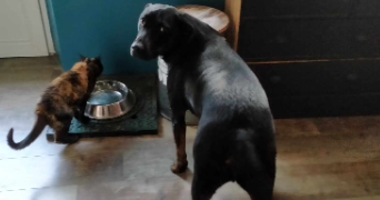 françois pet sitter à VERDUN SUR GARONNE 82600_2