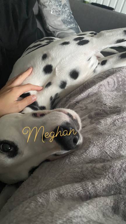 meghan  pet sitter à Évry-Courcouronnes 91000_6