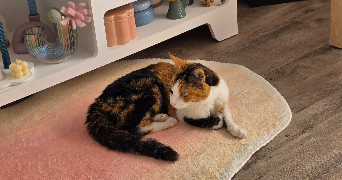 erine pet sitter à MANDELIEU LA NAPOULE 06210_2