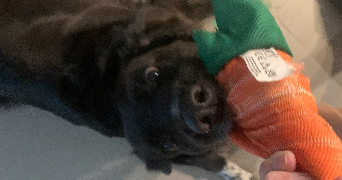 océane pet sitter à ROGNAC 13340_4