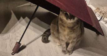 elvira pet sitter à ARMENTIERES 59280_4