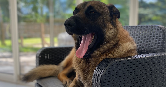 kyllian pet sitter à PONTCARRE 77135_5