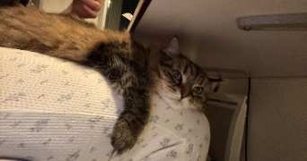 fantine pet sitter à LE PERREUX SUR MARNE 94170_3