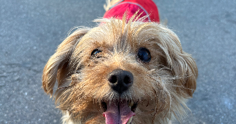 marie pet sitter à ANTIBES 06600_4