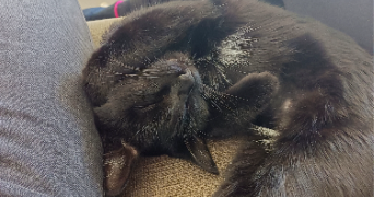 emma pet sitter à LE THUIT DE L OISON 27370_7