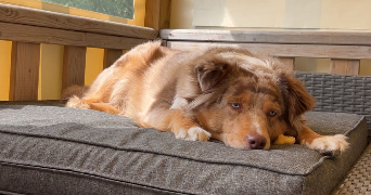 chloé pet sitter à DOUAI 59500_4