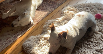 tyfenn pet sitter à NANTEUIL LES MEAUX 77100_5