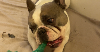 vilfeu pet sitter à PARIS 13 75013_2