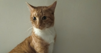 lucas pet sitter à Villemoustaussou 11620_2