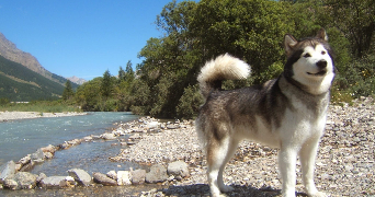 lilou pet sitter à LAMBERSART 59130_2